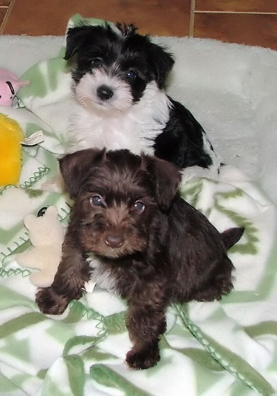 Chocolate (Liver) and Black & White Miniature Schnauzers Beautiful Puppies