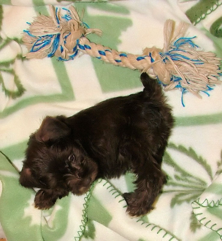 Chocolate Miniature Schnauzer