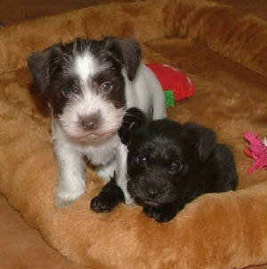 AKC Miniature Schnauzers by Destiny Blooms Chocolate (Liver) & White Parti and Black Puppies