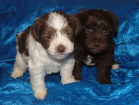 AKC Miniature Toy Schnauzers Tan & White Parti and Chocolate (Liver) Puppies by Destiny Blooms