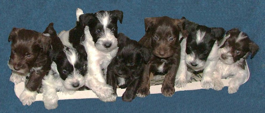 AKC Chocolate (Liver), Chocolate (Liver) & Whtie Parti, Black and Black & White Parti Miniature Schnauzer Puppies by Destiny Blooms