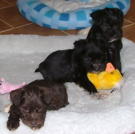 AKC Miniature Schnauzers by Destiny Blooms Chocolate (Liver) and Black Puppies