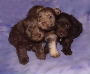 AKC Chocolate (Liver) and Liver & Tan Miniature Schnauzer Puppies by Destiny Blooms