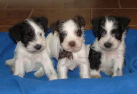 AKC Miniature Schnauzers by Destiny Blooms Black & White and Chocolate (LIver) & White Parti Puppies