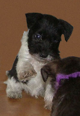 AKC Black & White Parti Miniature Schnauzer puppy by Destiny Blooms