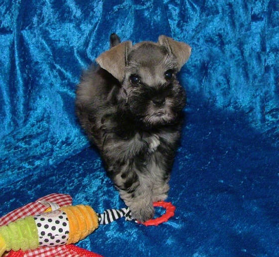 AKC Miniature Schnauzers by Destiny Blooms