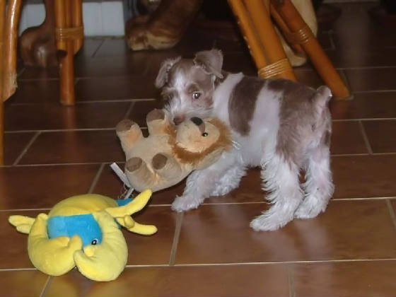 AKC Miniature Schnauzers by Destiny Blooms