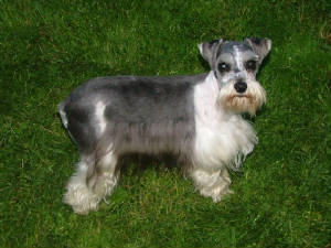 AKC Miniature Schnauzer by Destiny Blooms