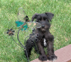 AKC Miniature Schnauzers by Destiny Blooms