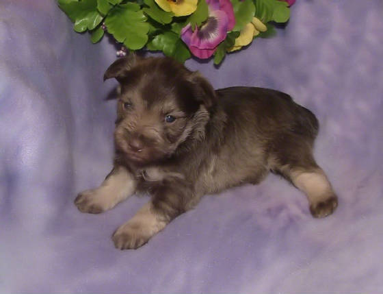 AKC Miniature Schnauzer  by Destiny Blooms