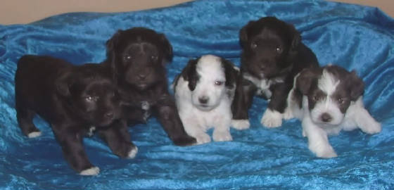 AKC Miniature Schnauzers by Destiny Blooms