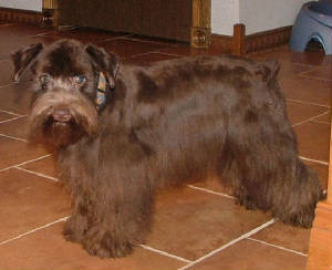 ChocolateMiniatureSchnauzer.jpg