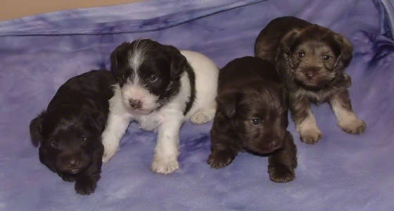 AKC Miniature Schnauzers by Destiny Blooms