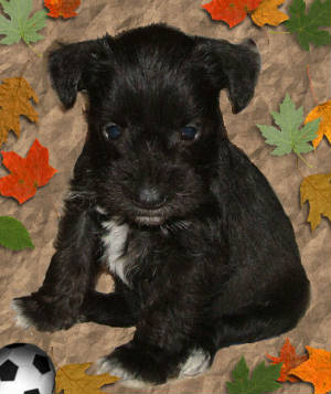 AKC Miniature Schnauzers by Destiny Blooms