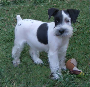 AKC Miniature Parti Schnauzer by Destiny Blooms