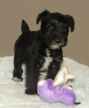 AKC Miniature Schnauzers by Destiny Blooms