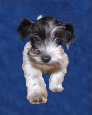 AKC Miniature Schnauzer by Destiny Blooms