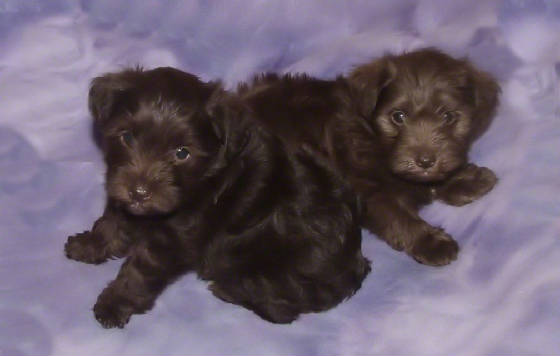 AKC Miniature Schnauzers by Destiny Blooms