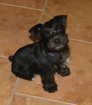 AKC Miniature Black Schnauzer by Destiny Blooms