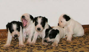 AKCMiniaturePartiSchnauzerPuppies.jpg