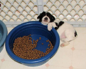 AKC Miniature Chocolate & White Parti Schnauzers by Destiny Blooms