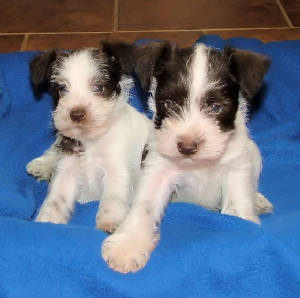 AKC Miniature Parti Schnauzers by Destiny Blooms