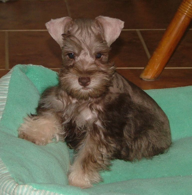 AKC Miniature Schnauzers by Destiny Blooms