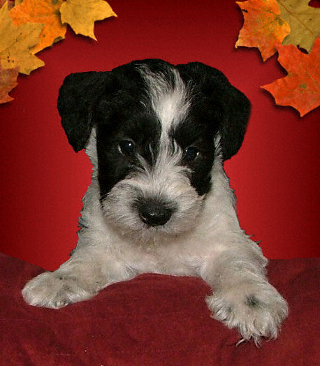 MiniaturePartiSchnauzerPuppy.jpg