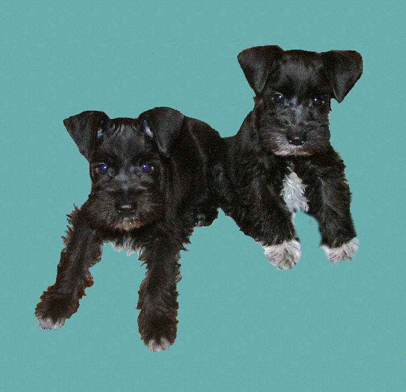 AKC Miniature Schnauzers by Destiny Blooms