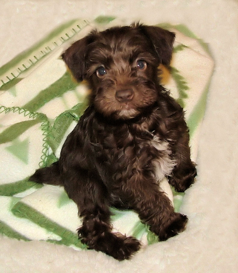 AKC Miniature Chocolate (Liver) Schnauzer by Destiny Blooms