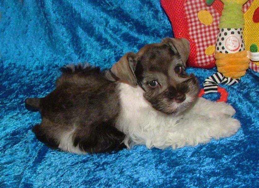 AKC Miniature Schnauzers by Destiny Blooms