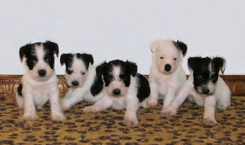 PartiSchnauzerPuppies.jpg