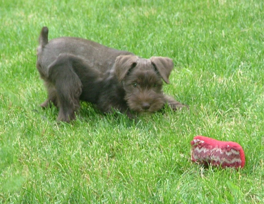 AKC Miniature Schnauzers by Destiny Blooms