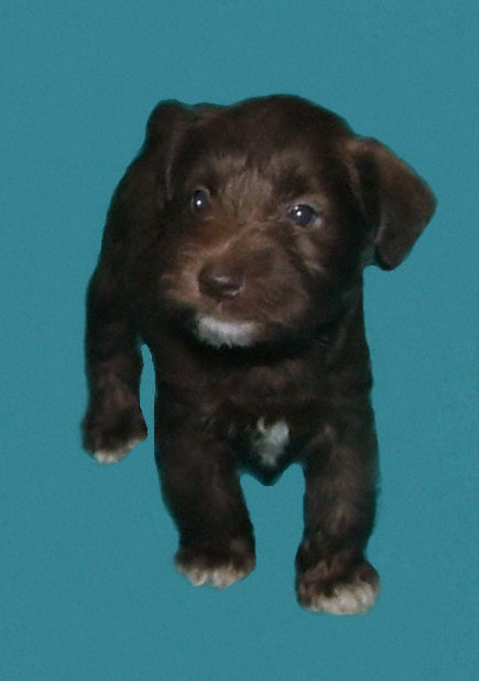 AKC Miniature Chocolate (Liver) Schnauzer by Destiny Blooms