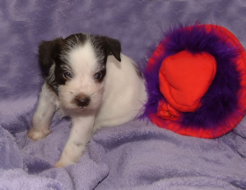 AKC Miniature Schnauzer by Destiny Blooms 