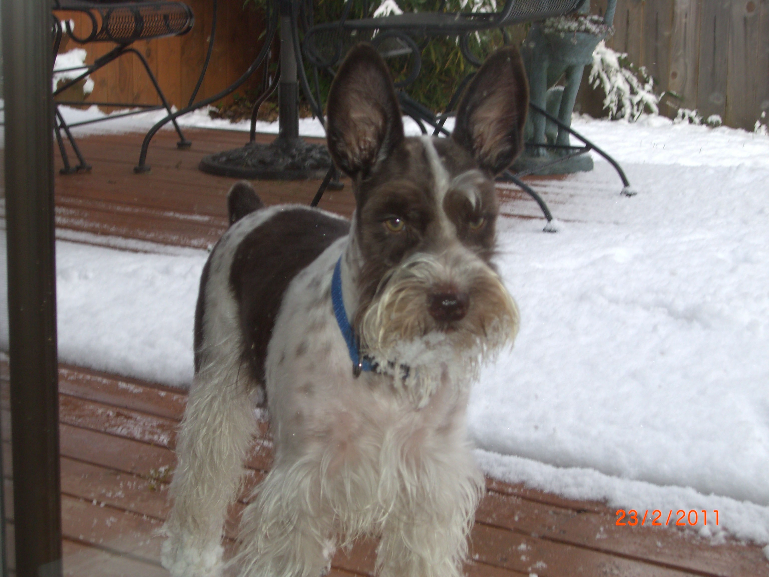 AKC Miniature Schnauzers by Destiny Blooms